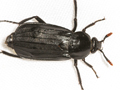 Necrodes littoralis